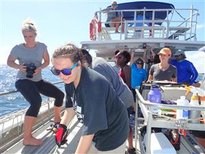 shark tagging 