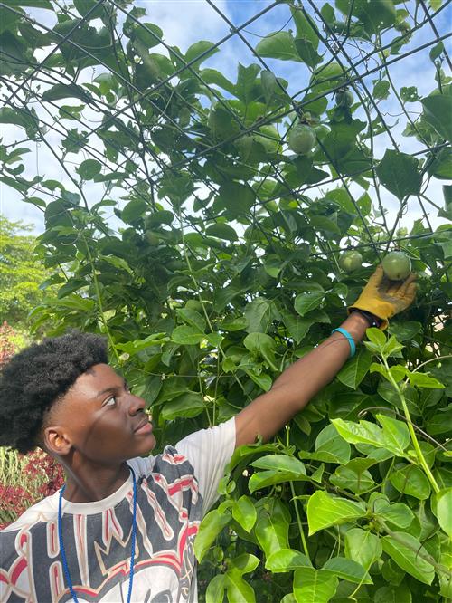 student with passionfruit