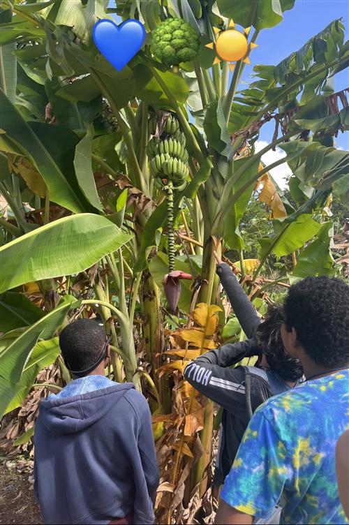 students with banana trees