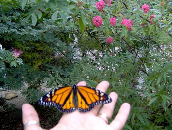 butterfly 