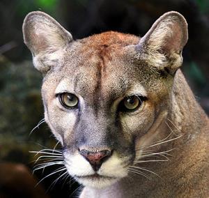 Panther Macot